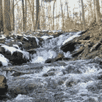 Forest Stream