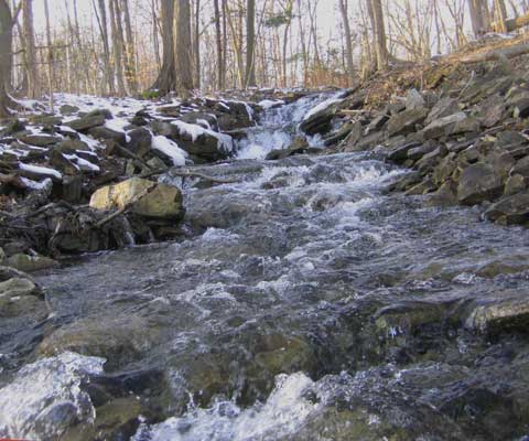 Forest Stream