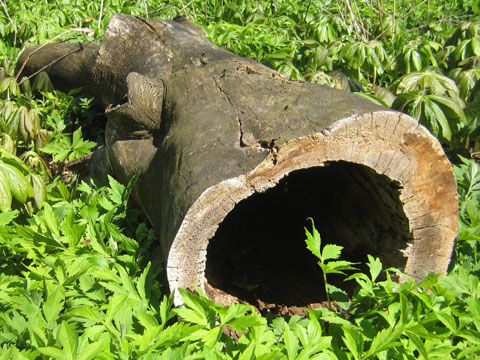 Apple Tree Hollow