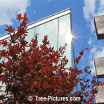 Japanese Maple Landscaping: Urban Japanese Maple Tree Picture