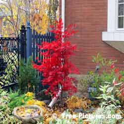 Japanese Maple, Urban Red Maple Tree Species planted on Corner of House, 1.5 metres high(5-6') planted about 3 years ago| Red Japanese Maples @ Tree-Pictures.com