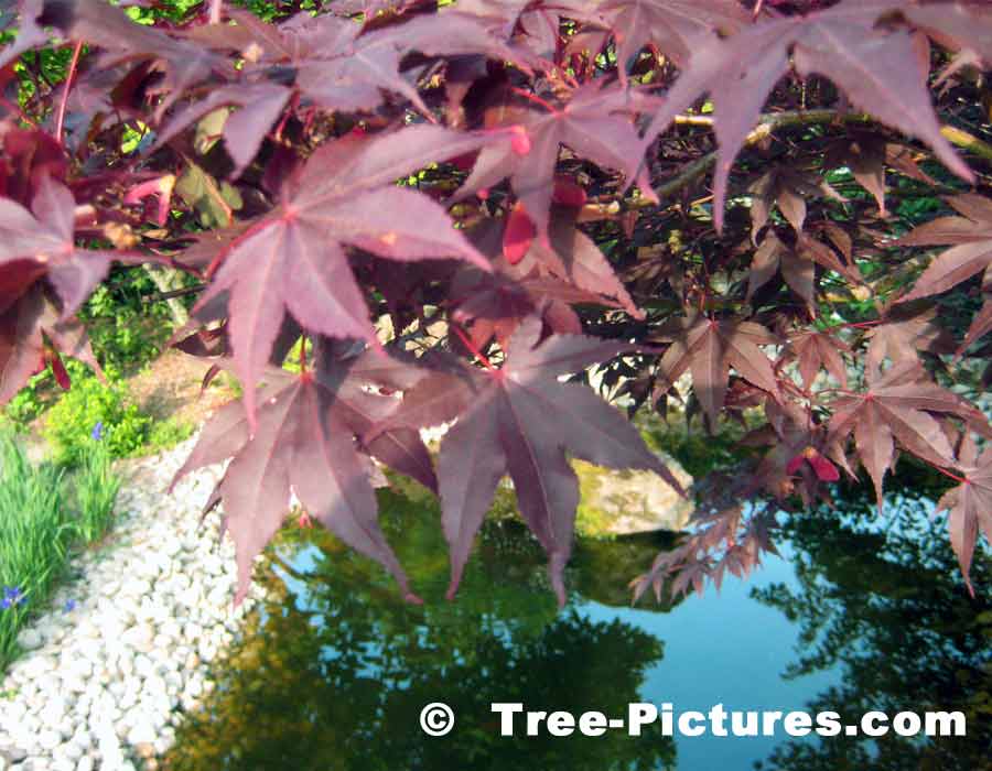 Burgundy Red Leaves of the Japanese Maple | Maple Trees at Tree-Pictures.com