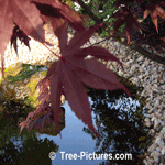 Japanese Maples: Photo of Blood Red Japanese Maple Leaf