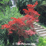 Japanese Maples: Photo of Blood Red Japanese Maple Tree
