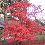 Maple Tree Pictures, Fall Red Janapese Maple Tree Leaves