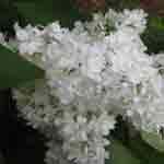 White Lilac Tree Blossoms Picture, Pictures of  Lilac Trees
