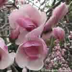 Magnolia Tree Blossom Picture, Picture of the Magnolia Tree and its beautiful spring blossoms