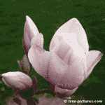 Magnolia Tree Blossom Picture, Picture of the Magnolia Tree and its beautiful pink and white spring blossoms