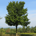 Maple Tree Picture
