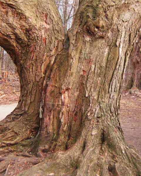 Maple Tree Bark, Picture of Maple Tree Bark