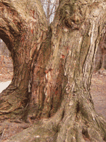 maple tree bark