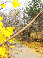 maple tree path