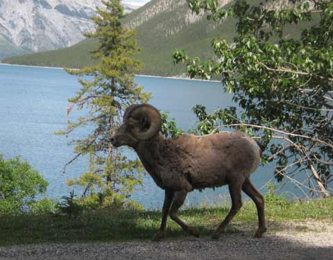 Mountain Trees Sheep