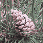 Pine Tree Cone