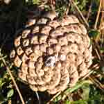 Pine Tree Cone Picture