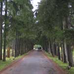 Pine Tree Lane