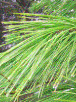Pine Tree Needles Picture