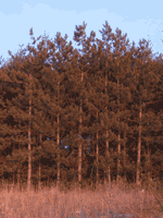 Pine Tree Forest Picture