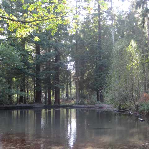 Pond Trees