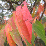 Sumac Tree