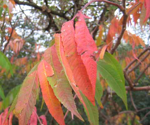 Sumac Tree