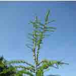 Tamarack Pine Tree
