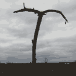 Tree Art