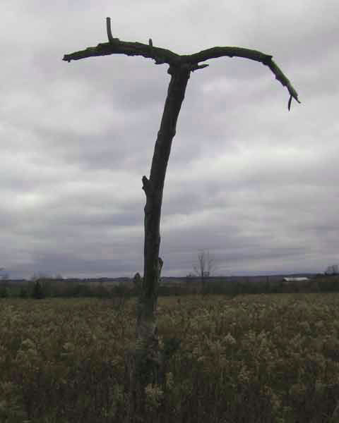 Apple Tree Hollow