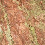 Tree Bark