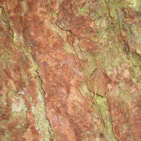 Tree Bark