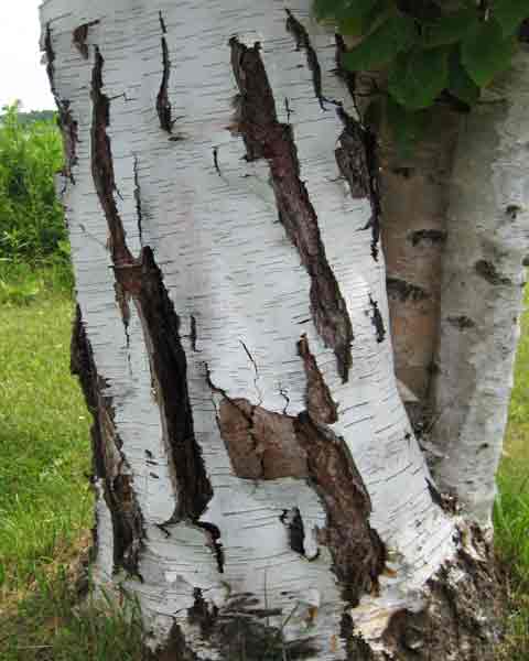 Birch Tree Bark