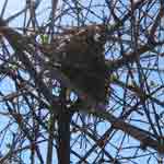 Tree Nest
