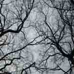 Tree Branches