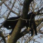 Tree Cat Relaxing Picture