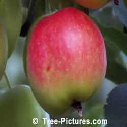 Apple, Red Apple Fruit