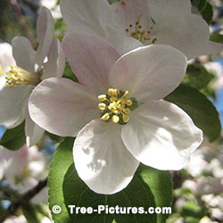 Apple Trees: What Blossom Flowers of Apple Tree look like