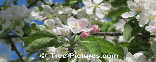 Apple Tree: Apple Blossom Flower