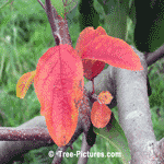 Apple Leaf: Amazing Autumn Red Apple Tree Leaves Picture, Cool Images of Apple Trees