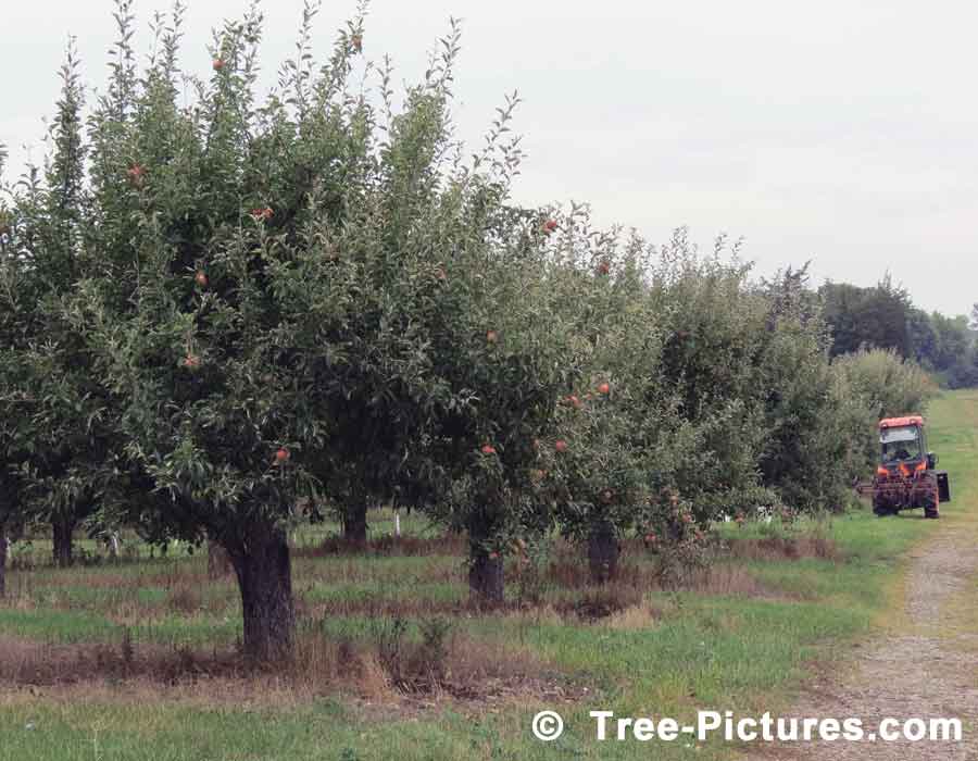 Mature Apple Trees Bearing Fruit Ready for Harvesting | Apple Trees at Tree-Pictures.com