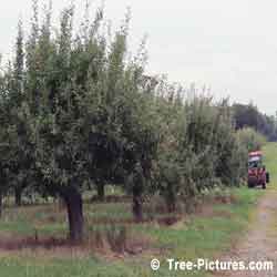 Pictures of Apple Trees: Apple Tree Fruit, Ripening Apple Trees Fruit