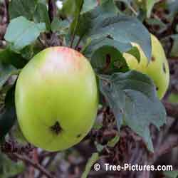Apple Tree Fruit, Ripening Apple Trees Fruit