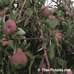 Apples, Fruit of the Apple Tree | Tree-Apple-Fruit @ Tree-Pictures.com
