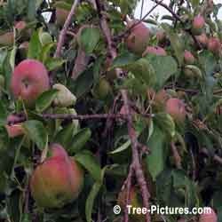 Apples Tree Fruit, Ripping Orchard Apple Trees Fruit