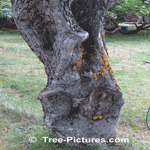 Apple Tree: Picture of an Old Apple Tree Twisted Trunk and Bark