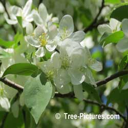 Crab Apples: Fruit and Leaf of the Crab Apple Tree