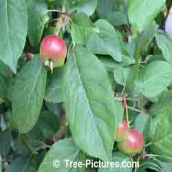 Crab Apples: Fruit and Leaf of the Crab Apple Tree