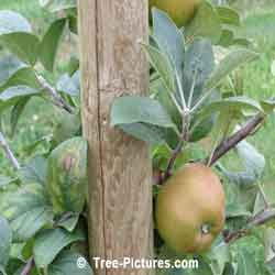 Apples: Russet Apples, alternate names rusticoat, russeting leathercoat applet