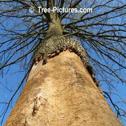 Ash Disease: EAB, Emerald Ash Borer Kills Ashes Wood Photo | Tree:Ash+Disease+EAB+Wood at Tree-Pictures.com