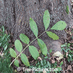 Ash Tree Pictures; European Ash Tree Species Type
