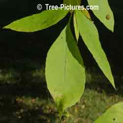 Red Ash: Leaf of Red Ash Tree, Leaves of Red Ash | Tree:Ash+Red+Leaf+Leaves at Tree-Pictures.com